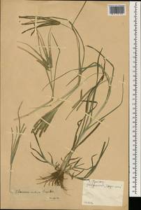 Eleusine indica (L.) Gaertn., South Asia, South Asia (Asia outside ex-Soviet states and Mongolia) (ASIA) (China)