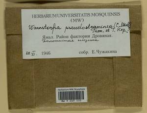 Warnstorfia pseudostraminea (Müll. Hal.) Tuom. & T.J. Kop., Bryophytes, Bryophytes - Western Siberia (including Altai) (B15) (Russia)