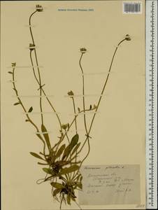 Pilosella officinarum Vaill., Eastern Europe, Central forest region (E5) (Russia)