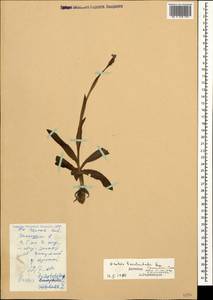 Neotinea tridentata (Scop.) R.M.Bateman, Pridgeon & M.W.Chase, Caucasus, Dagestan (K2) (Russia)