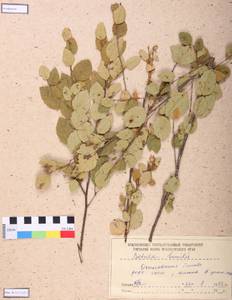 Betula humilis Schrank, Siberia, Altai & Sayany Mountains (S2) (Russia)