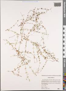 Galium trifidum L., Siberia, Russian Far East (S6) (Russia)