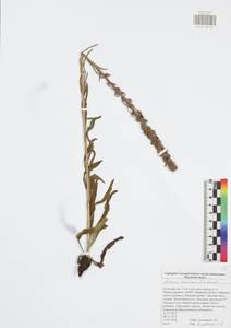 Pontechium maculatum (L.) Böhle & Hilger, Eastern Europe, Central region (E4) (Russia)