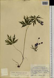 Aconitum ambiguum subsp. baicalense (Turcz. ex Rapaics) Vorosch., Siberia, Central Siberia (S3) (Russia)