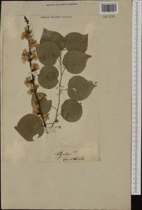Prunus avium (L.) L., Eastern Europe, Lithuania (E2a) (Lithuania)