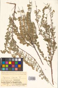 Spiraea crenata L., Eastern Europe, Lower Volga region (E9) (Russia)