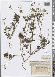 Erodium cicutarium (L.) L'Hér., Eastern Europe, North-Western region (E2) (Russia)