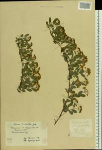 Spiraea ×vanhouttei (Briot) Zabel, Eastern Europe, South Ukrainian region (E12) (Ukraine)