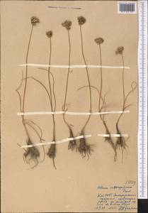 Allium inconspicuum Vved., Middle Asia, Muyunkumy, Balkhash & Betpak-Dala (M9) (Kazakhstan)