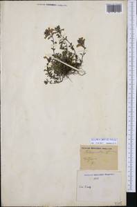 Clinopodium alpinum (L.) Kuntze, Western Europe (EUR) (Italy)