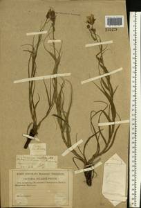 Gelasia ensifolia (M. Bieb.) Zaika, Sukhor. & N. Kilian, Eastern Europe, Lower Volga region (E9) (Russia)