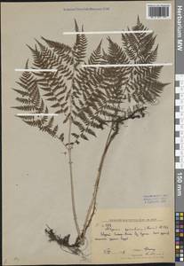 Athyrium spinulosum (Maxim.) Milde, Siberia, Russian Far East (S6) (Russia)