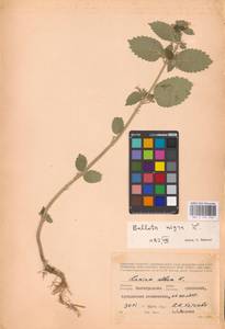 MHA 0 154 743, Ballota nigra L., Eastern Europe, Lower Volga region (E9) (Russia)