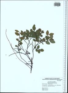 Vaccinium myrtillus L., Eastern Europe, Central region (E4) (Russia)