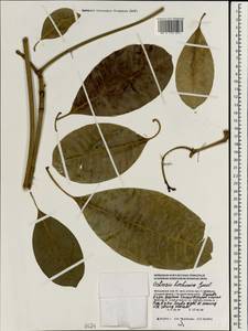 Ochrosia borbonica J.F. Gmel., South Asia, South Asia (Asia outside ex-Soviet states and Mongolia) (ASIA) (Maldives)