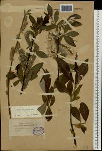 Salix gmelinii Pall., Eastern Europe, North-Western region (E2) (Russia)