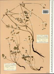 Chaerophyllum borodinii Albov, Caucasus, Krasnodar Krai & Adygea (K1a) (Russia)