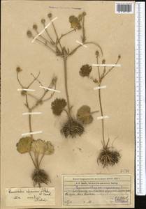 Ranunculus afghanicus Aitch. & Hemsl., Middle Asia, Western Tian Shan & Karatau (M3) (Kazakhstan)