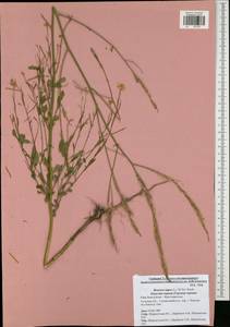 Brassica nigra (L.) W.D.J. Koch, Eastern Europe, Central region (E4) (Russia)