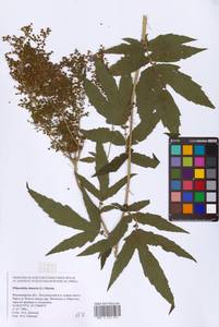 Filipendula ulmaria (L.) Maxim., Eastern Europe, Central region (E4) (Russia)