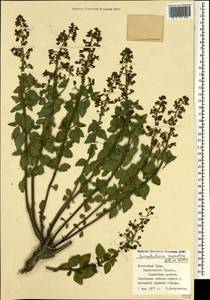 Scrophularia variegata subsp. rupestris (M. Bieb. ex Willd.) Grau, Crimea (KRYM) (Russia)