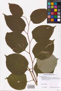 Reynoutria japonica Houtt., Eastern Europe, Central region (E4) (Russia)