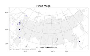 Pinus mugo Turra, Atlas of the Russian Flora (FLORUS) (Russia)