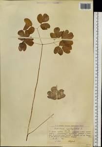 Thalictrum aquilegiifolium subsp. aquilegiifolium, Eastern Europe, Northern region (E1) (Russia)