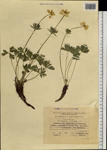 Anemonastrum narcissiflorum subsp. crinitum (Juz.) Raus, Siberia, Baikal & Transbaikal region (S4) (Russia)