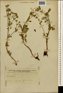 Potentilla divaricata DC., Caucasus, Azerbaijan (K6) (Azerbaijan)