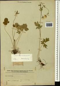 Ranunculus caucasicus M. Bieb., Caucasus, Azerbaijan (K6) (Azerbaijan)