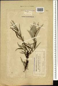 Hippophae rhamnoides L., Caucasus, Georgia (K4) (Georgia)