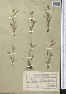 Eremopyrum triticeum (Gaertn.) Nevski, Middle Asia, Northern & Central Tian Shan (M4) (Kazakhstan)