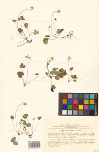 Coptis trifolia (L.) Salisb., Siberia, Russian Far East (S6) (Russia)