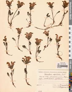 Pedicularis capitata Adams, Siberia, Yakutia (S5) (Russia)