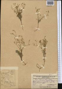 Askellia flexuosa (Ledeb.) W. A. Weber, Middle Asia, Dzungarian Alatau & Tarbagatai (M5) (Kazakhstan)