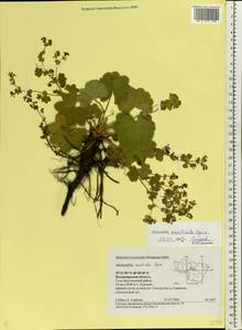 Alchemilla monticola Opiz, Eastern Europe, Central region (E4) (Russia)