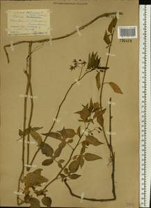 Solanum dulcamara L., Eastern Europe, Central forest region (E5) (Russia)