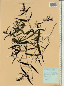 Melampyrum pratense L., Eastern Europe, Belarus (E3a) (Belarus)