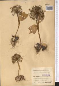 Allium alexeianum Regel, Middle Asia, Pamir & Pamiro-Alai (M2) (Uzbekistan)