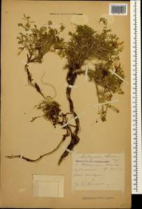 Astragalus levieri Freyn ex Somm et Levier, Caucasus, Krasnodar Krai & Adygea (K1a) (Russia)