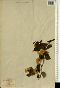 Kerria japonica (L.) DC., South Asia, South Asia (Asia outside ex-Soviet states and Mongolia) (ASIA) (Japan)
