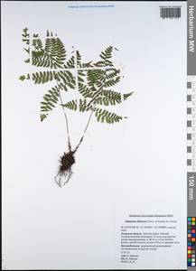 Diplazium sibiricum (Turcz. ex Kunze) Sa.Kurata, Siberia, Russian Far East (S6) (Russia)