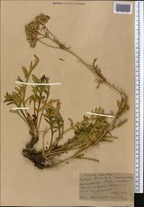Patrinia intermedia (Hornem.) Roem. & Schult., Middle Asia, Western Tian Shan & Karatau (M3) (Kyrgyzstan)