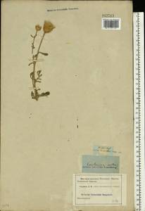 Rhaponticoides ruthenica (Lam.) M. V. Agab. & Greuter, Eastern Europe, Rostov Oblast (E12a) (Russia)