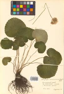 Micranthes manchuriensis (Engl.) Gornall & H. Ohba, Siberia, Russian Far East (S6) (Russia)