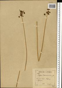 Schoenoplectus tabernaemontani (C.C.Gmel.) Palla, Eastern Europe, Central forest-and-steppe region (E6) (Russia)