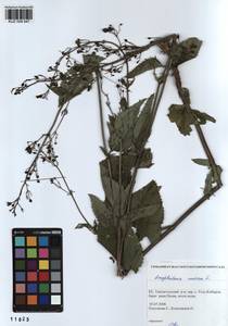 Scrophularia nodosa L., Siberia, Altai & Sayany Mountains (S2) (Russia)