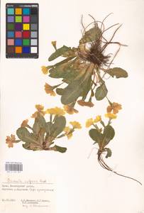 Primula vulgaris Huds., Crimea (KRYM) (Russia)