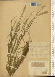 Melica ciliata L., Eastern Europe, Eastern region (E10) (Russia)